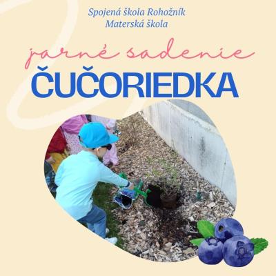 Jarné sadenie - čučoriedka